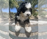 Small Photo #9 Bernedoodle (Miniature) Puppy For Sale in MENIFEE, CA, USA