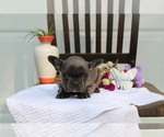 Small Photo #6 French Bulldog Puppy For Sale in SEARS, MI, USA