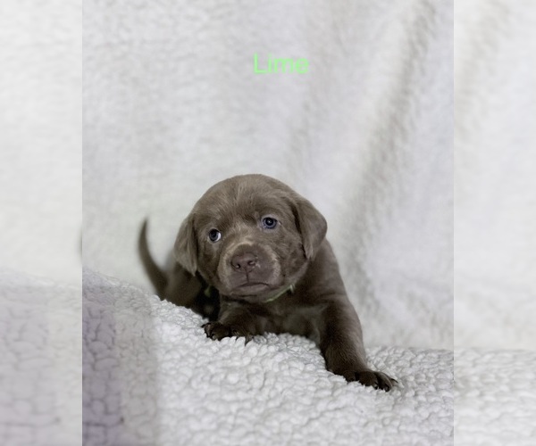 Medium Photo #5 Labrador Retriever Puppy For Sale in LINDEN, MI, USA