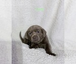 Small Photo #5 Labrador Retriever Puppy For Sale in LINDEN, MI, USA