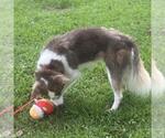 Small #1 Huskies  Mix