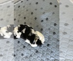 Small Photo #10 Poovanese Puppy For Sale in ORLANDO, FL, USA