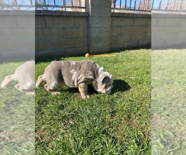 Medium Photo #9 English Bulldog Puppy For Sale in RANCHO CUCAMONGA, CA, USA