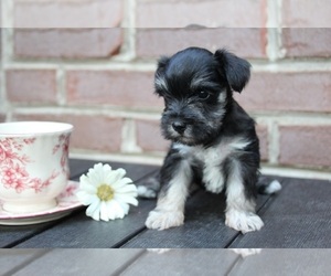 Schnauzer (Miniature) Puppy for sale in KINGSPORT, TN, USA