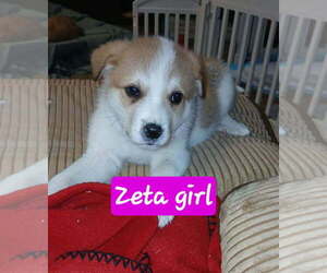 Aussie Pyrenees Dogs for adoption in Aurora, IN, USA