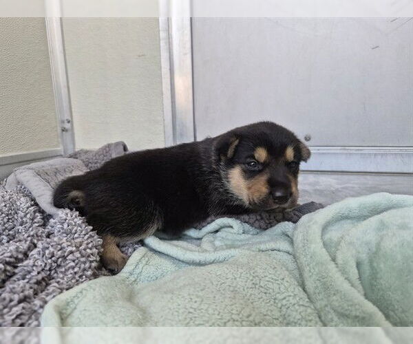 Medium Photo #1 German Shepherd Dog-Unknown Mix Puppy For Sale in Corona, CA, USA