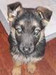 Small Photo #5 German Shepherd Dog Puppy For Sale in SPOKANE, WA, USA
