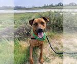 Small Rhodesian Ridgeback Mix