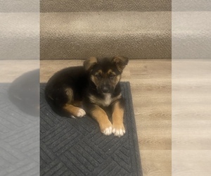 German Shepherd Dog Puppy for sale in TRACY, CA, USA