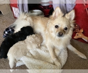 Mother of the German Spitz-Pomeranian Mix puppies born on 06/16/2021