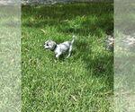 Small #9 Mal-Shi