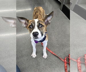 Mutt Dogs for adoption in Minneapolis, MN, USA