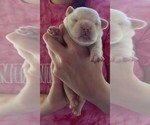 Small #1 French Bullhuahua