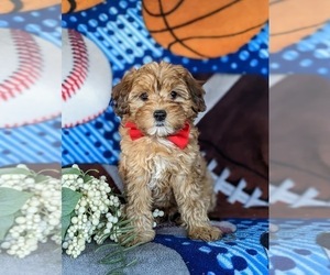 Medium Poodle (Miniature)-Shorkie Tzu Mix