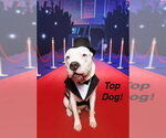 Small #3 American Bulldog Mix
