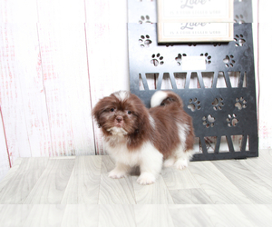 Shih Tzu Puppy for sale in MARIETTA, GA, USA
