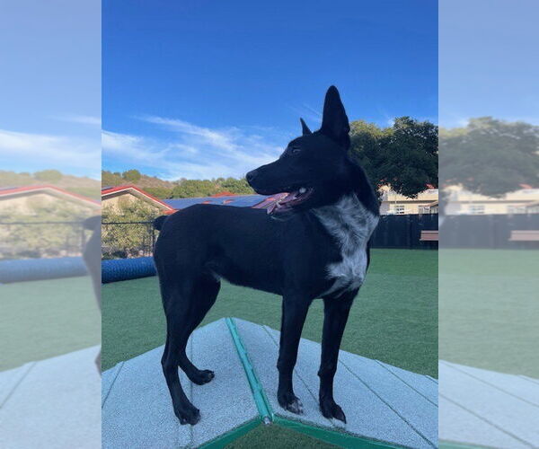 Medium Photo #2 Border Collie Puppy For Sale in Salinas, CA, USA