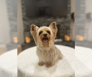 Mother of the Yorkshire Terrier puppies born on 12/29/2024
