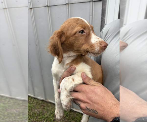 Medium Photo #12 Brittany Puppy For Sale in FISHER, IL, USA