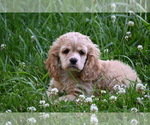 Small #1 Cocker Spaniel