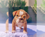 Small Photo #27 English Bulldog Puppy For Sale in LAS VEGAS, NV, USA