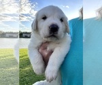 Small Photo #1 Great Pyrenees-Newfoundland Mix Puppy For Sale in ORLANDO, FL, USA