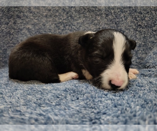 Medium Photo #18 Border Collie Puppy For Sale in NORBORNE, MO, USA