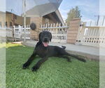 Small #3 Labrador Retriever Mix