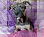 Small #3 American Pit Bull Terrier-Labrador Retriever Mix
