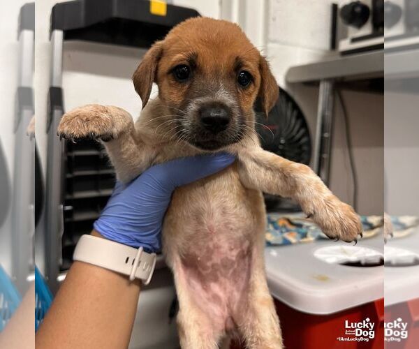 Medium Photo #3 Spaniel-Unknown Mix Puppy For Sale in Washington, DC, USA