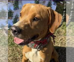 Small #3 American Staffordshire Terrier-Golden Retriever Mix
