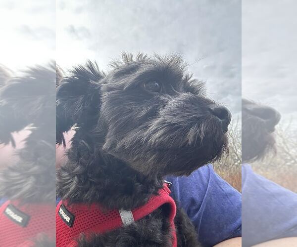 Medium Photo #3 Miniature Schnauzer-Unknown Mix Puppy For Sale in Aurora, CO, USA