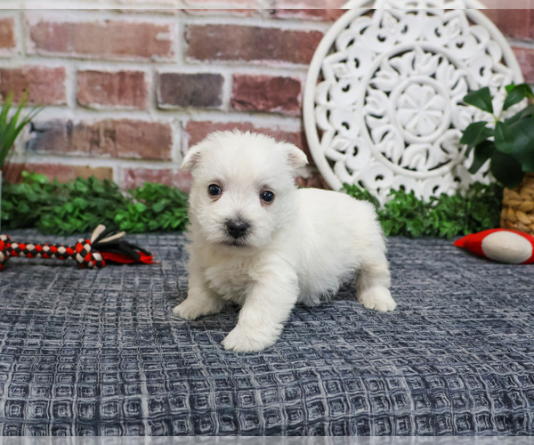 Medium Photo #4 West Highland White Terrier Puppy For Sale in SYRACUSE, IN, USA