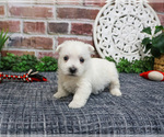 Small #3 West Highland White Terrier