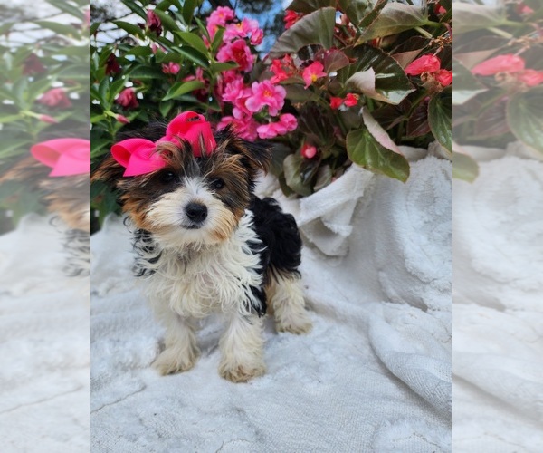 Medium Photo #3 Yorkshire Terrier Puppy For Sale in INDIANAPOLIS, IN, USA