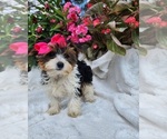 Small #2 Yorkshire Terrier