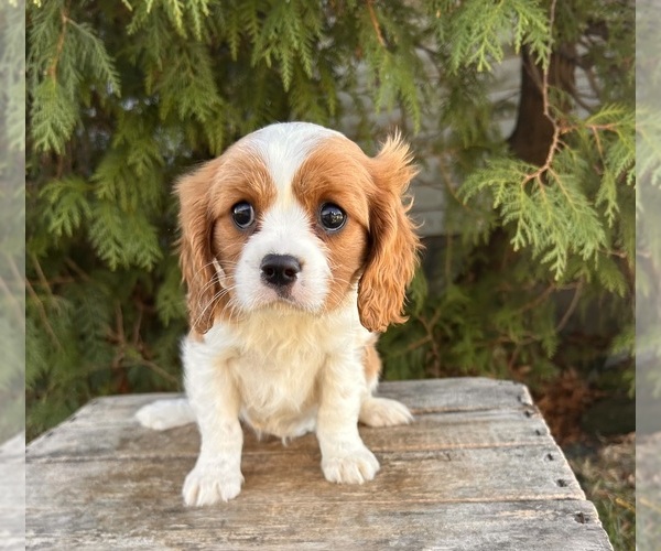 Medium Photo #4 Cavalier King Charles Spaniel Puppy For Sale in MIDDLEBURY, IN, USA