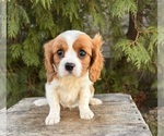 Small #3 Cavalier King Charles Spaniel