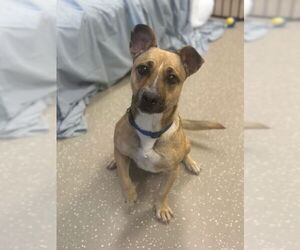 American Pit Bull Terrier-Chihuahua Mix Dogs for adoption in Fort Wayne, IN, USA