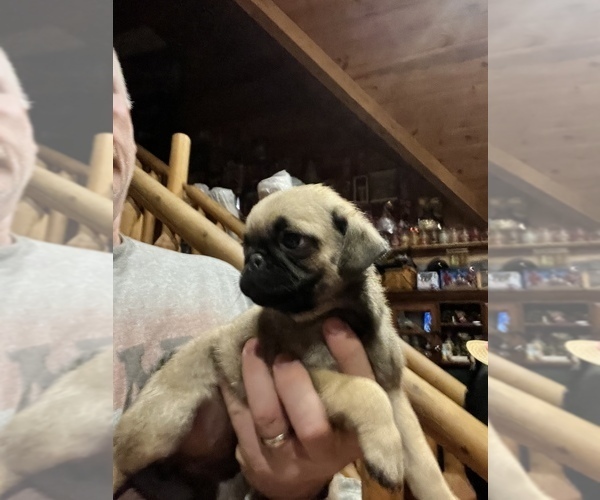 Medium Photo #7 Pug Puppy For Sale in WILLIAMSBURG, VA, USA