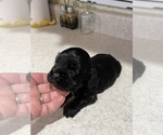 Small Photo #5 Cocker Spaniel Puppy For Sale in HODGENVILLE, KY, USA