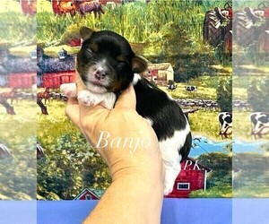 Yorkshire Terrier Puppy for sale in WINNSBORO, LA, USA