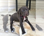 Small Photo #20 German Shorthaired Pointer Puppy For Sale in SUMMERSVILLE, WV, USA