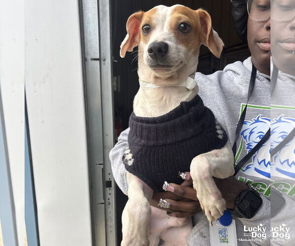 Medium Photo #2 Chihuahua-Unknown Mix Puppy For Sale in Washington, DC, USA