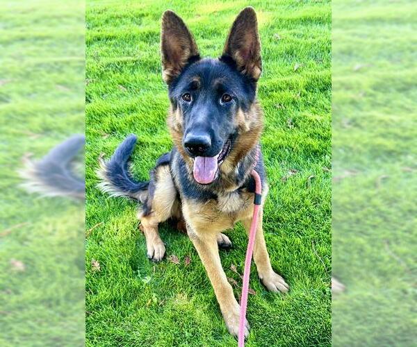 Medium Photo #1 German Shepherd Dog Puppy For Sale in Sacramento, CA, USA