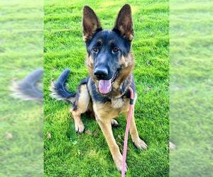 German Shepherd Dog Dogs for adoption in Sacramento, CA, USA