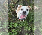 Small #6 Beagle Mix