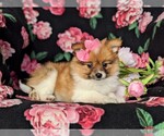 Small #3 Fox Terrier (Smooth)-Pomeranian Mix