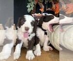 Small Photo #6 Sheepadoodle Puppy For Sale in HUNTINGTON BEACH, CA, USA
