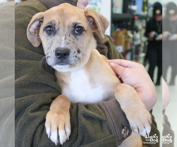 Medium Photo #2 Labrador Retriever-Unknown Mix Puppy For Sale in Washington, DC, USA